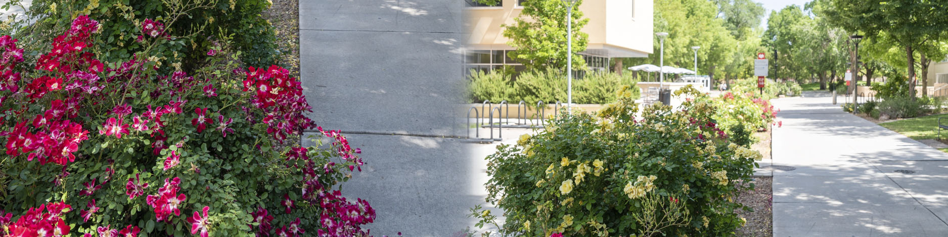 Roses in front of the Math building